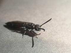 Sapyga quinquepunctata