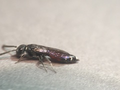 Sapyga quinquepunctata