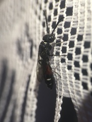 Sapyga quinquepunctata