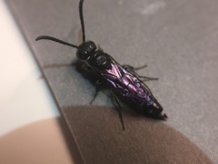 Sapyga quinquepunctata