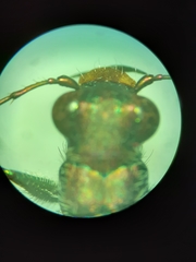 Cicindela punctulata punctulata