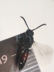 Sapyga quinquepunctata