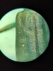 Cicindela punctulata punctulata