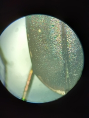 Cicindela punctulata punctulata