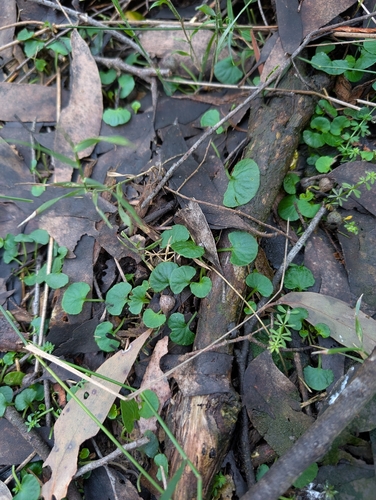 Ivy Leaved Violet