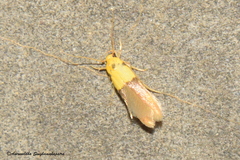 Stathmopoda auriferella