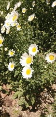 Leucanthemum vulgare