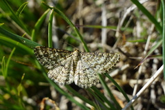 Heliomata glarearia
