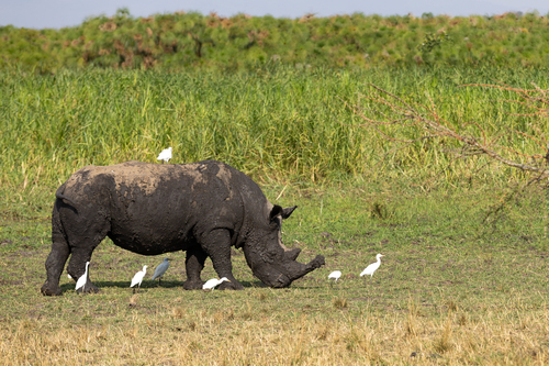 Southern White Rhinoceros