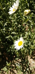 Leucanthemum vulgare