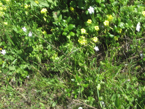 Vinca difformis, photograph 6
