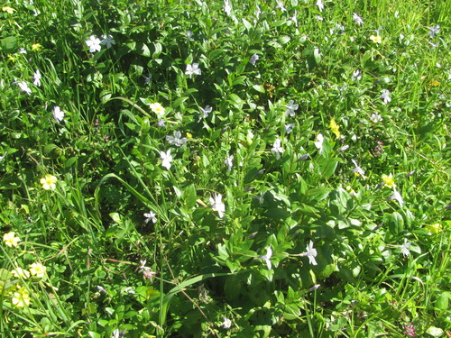 Vinca difformis, photograph 5