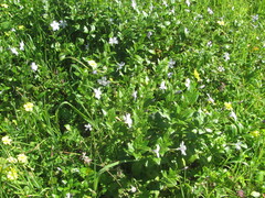 (c) zebedeugalinha, some rights reserved (CC BY) Vinca difformis, photograph (c) zebedeugalinha, some rights reserved (CC BY)