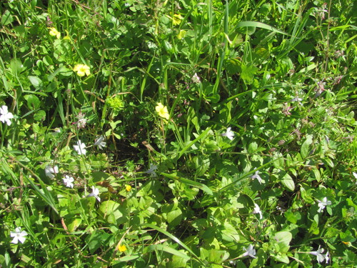 Vinca difformis, photograph 4