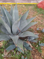 Agave durangensis