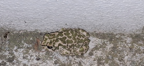 Balearic Green Toad