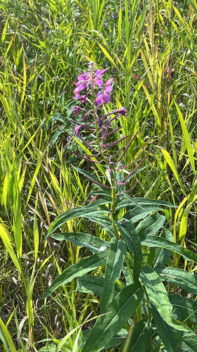 fireweed