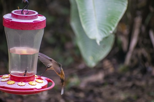 Koepcke's Hermit (Phaethornis koepckeae), photo 6