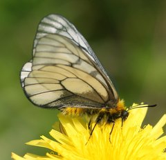 Parnassius glacialis