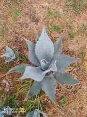 Agave durangensis