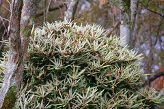 Rhododendron makinoi