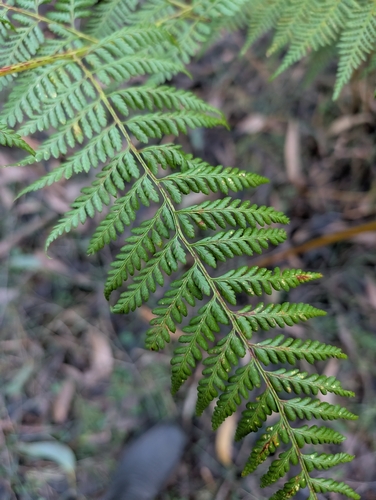 Common Ground Fern