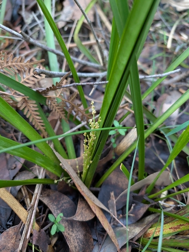wattle mat-rush