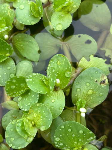 Bacopa rotundifolia, 2026-08-19
