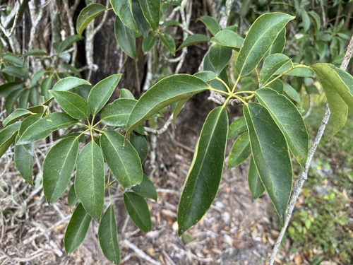 Heptapleurum ellipticum observed 2026-08-18