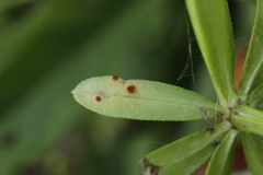 Puccinia punctata