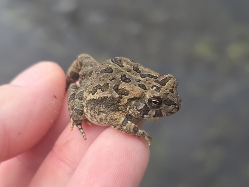 Fowler's Toad