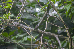 Campylopterus largipennis