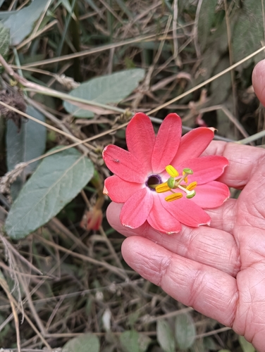 Passiflora adulterina, photograph 3