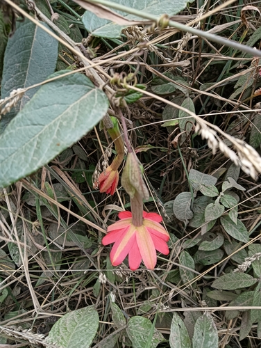 Passiflora adulterina, photograph 4