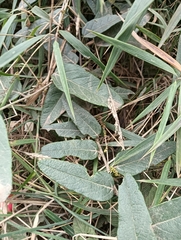 Passiflora adulterina, photograph author not stated, no rights reserved