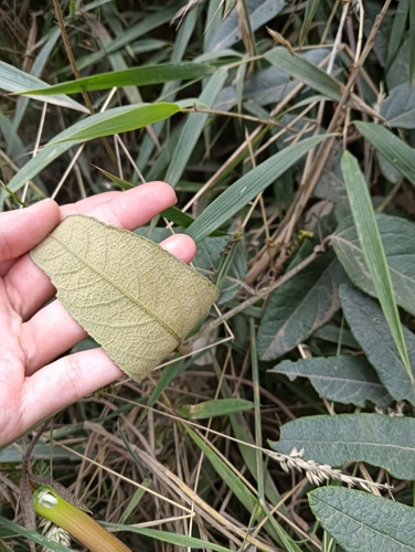 Passiflora adulterina, photograph 6