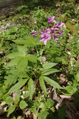 Cardamine pentaphyllos