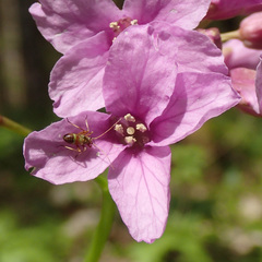 Cardamine pentaphyllos