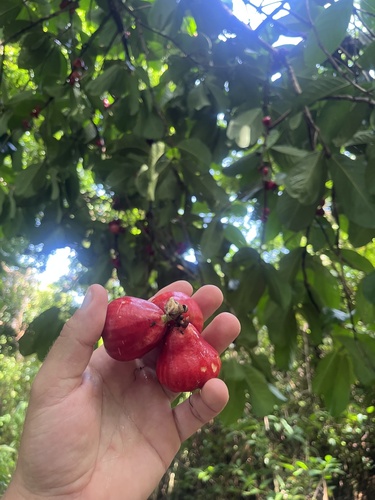 Malay Apple