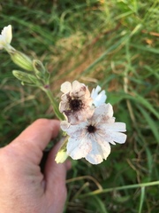 Angiospermae