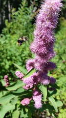Bombus mixtus