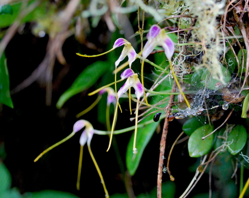Masdevallia estradae, photograph 6