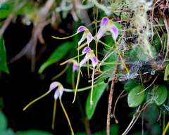 Masdevallia estradae, photograph (c) desertnaturalist, some rights reserved (CC BY)
