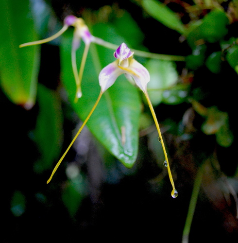Masdevallia estradae, photograph 4