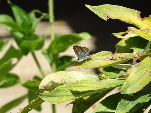 Silver-studded Blue