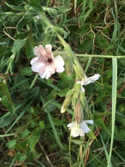 Angiospermae