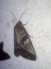 Odontodes pallidifimbria