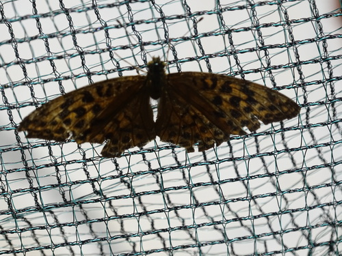 Silver-washed Fritillary