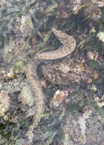 Chain Moray
