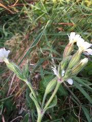 Angiospermae